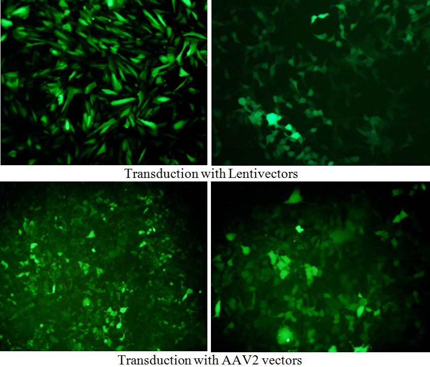 At VICTOR, we offer production of viral vectors with high transduction efficiency and high safety profile. In addition, we perform functional titration for our products as well as offering technical support with handling viral vectors and transduction protocols in different target cells/tissues.