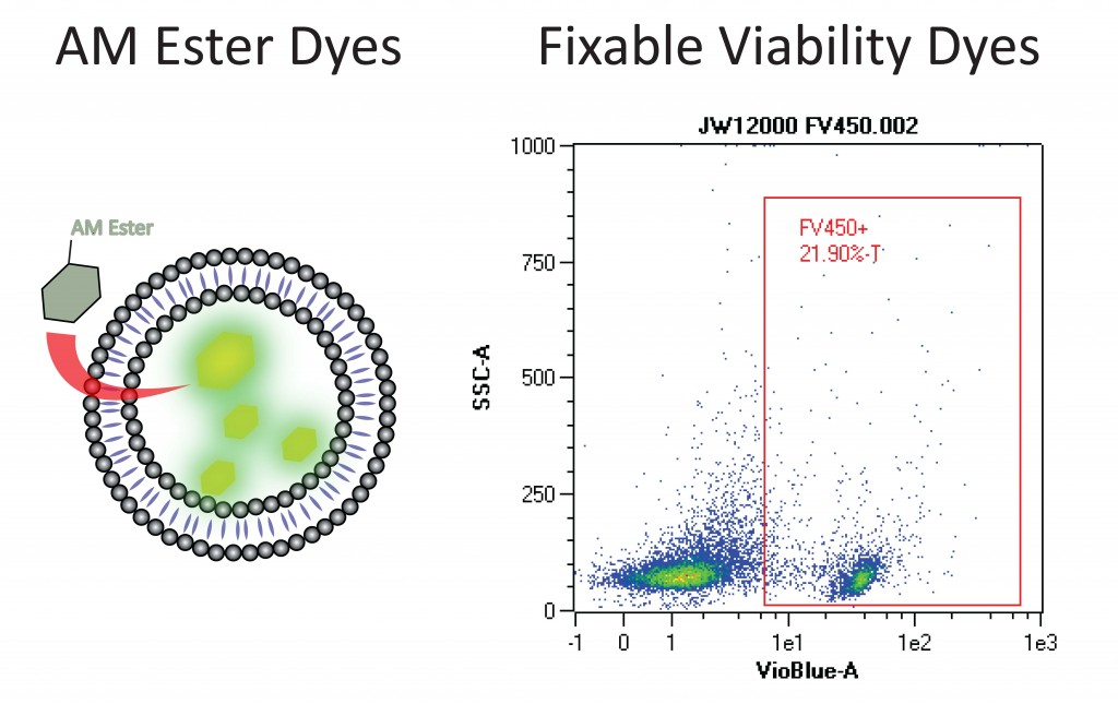 Fig 1 - Cell Viability and Apoptosis